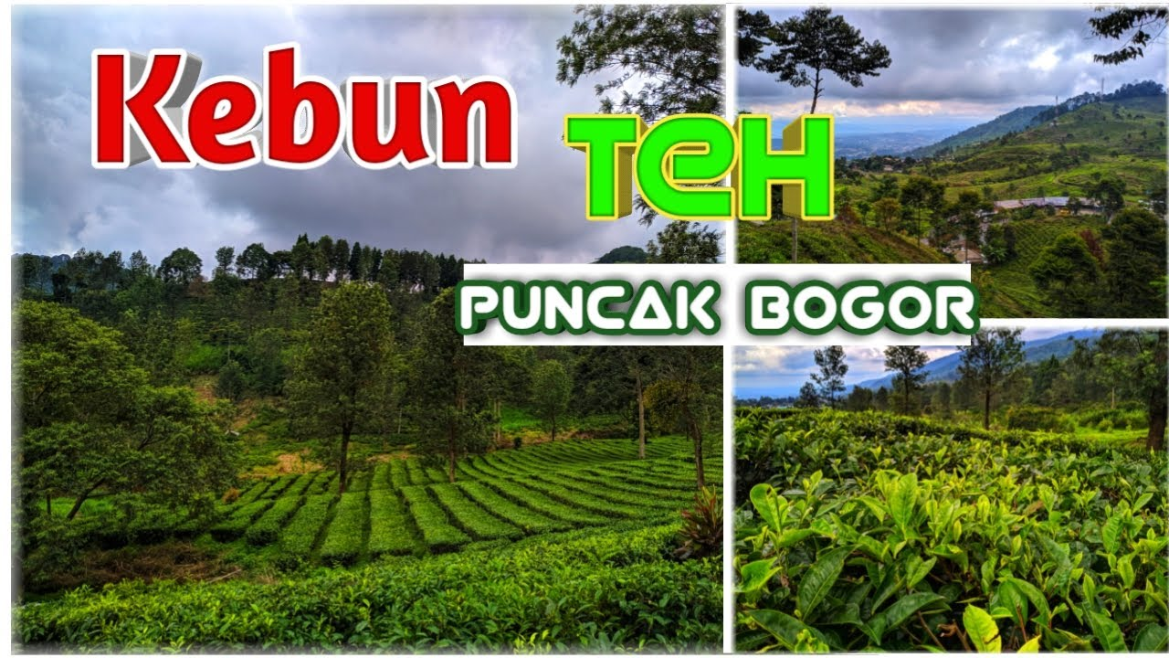 5 Tempat Wisata Kebun Teh di Puncak Bogor Dengan Harga Murah Mulai Rp 6K - RARATRAVEL.ID