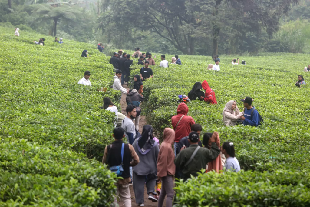 Wisata Kebun Teh Puncak Pass