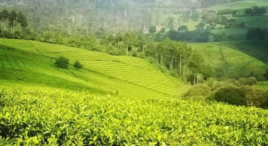 Wisata Kebun Teh The Ciliwung Great Tea Estate