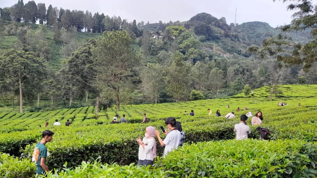 5 Tempat Wisata Kebun Teh Di Puncak Bogor Dengan Harga Tiket Masuk