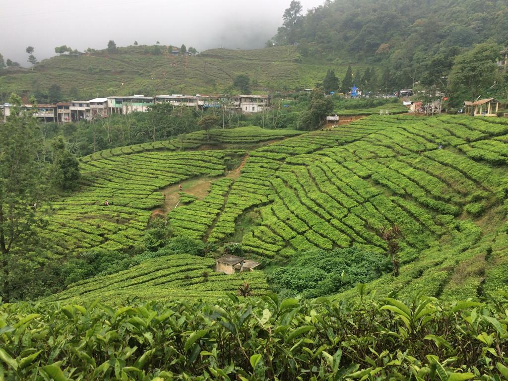 Wisata Kebun Teh Riung Gunung